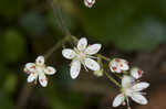 Golden eye saxifrage